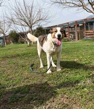 JOEYLINO, Hund, Mischlingshund in Griechenland - Bild 20