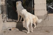 TOSCA, Hund, Maremmano-Mix in Italien - Bild 15