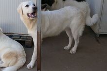 TOSCA, Hund, Maremmano-Mix in Italien - Bild 20