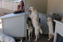 TOSCA, Hund, Maremmano-Mix in Italien - Bild 21