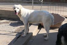 TOSCA, Hund, Maremmano-Mix in Italien - Bild 22
