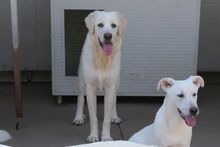 TOSCA, Hund, Maremmano-Mix in Italien - Bild 24