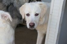 TOSCA, Hund, Maremmano-Mix in Italien - Bild 25