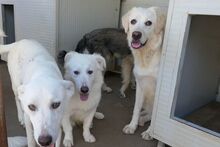 TOSCA, Hund, Maremmano-Mix in Italien - Bild 26