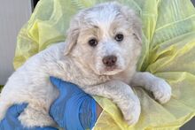 TOSCA, Hund, Maremmano-Mix in Italien - Bild 27