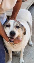 SANDY, Hund, Mischlingshund in Griechenland - Bild 2