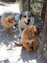 SANDY, Hund, Mischlingshund in Griechenland - Bild 4