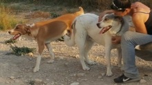 SANDY, Hund, Mischlingshund in Griechenland - Bild 6