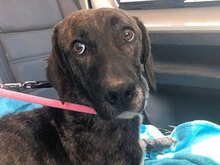 ANDREUCCIA, Hund, Mischlingshund in Italien - Bild 6