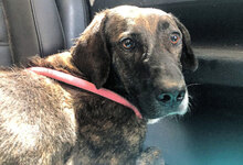 ANDREUCCIA, Hund, Mischlingshund in Italien - Bild 7