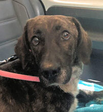 ANDREUCCIA, Hund, Mischlingshund in Italien - Bild 8