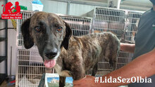 ANDREUCCIA, Hund, Mischlingshund in Italien - Bild 9