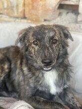 SANTO, Hund, Mischlingshund in Diez - Bild 1