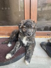 SANTO, Hund, Mischlingshund in Diez - Bild 10