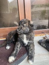SANTO, Hund, Mischlingshund in Diez - Bild 11