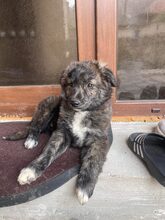 SANTO, Hund, Mischlingshund in Diez - Bild 12
