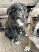 SANTO, Hund, Mischlingshund in Diez - Bild 14