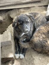 SANTO, Hund, Mischlingshund in Diez - Bild 15