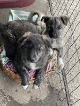 SANTO, Hund, Mischlingshund in Diez - Bild 17