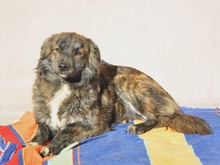 SANTO, Hund, Mischlingshund in Diez - Bild 2