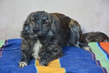 SANTO, Hund, Mischlingshund in Diez - Bild 3
