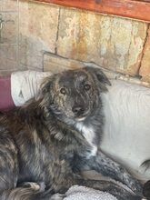SANTO, Hund, Mischlingshund in Diez - Bild 4