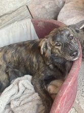 SANTO, Hund, Mischlingshund in Diez - Bild 5