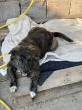 SANTO, Hund, Mischlingshund in Diez - Bild 7