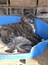 SANTO, Hund, Mischlingshund in Diez - Bild 9