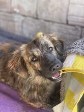 PIO, Hund, Mischlingshund in Diez - Bild 1