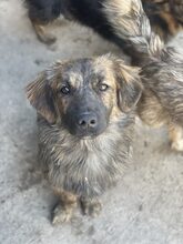 PIO, Hund, Mischlingshund in Diez - Bild 10
