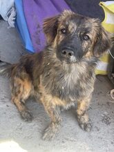 PIO, Hund, Mischlingshund in Diez - Bild 11