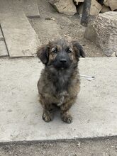 PIO, Hund, Mischlingshund in Diez - Bild 12