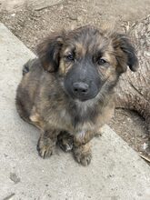 PIO, Hund, Mischlingshund in Diez - Bild 14
