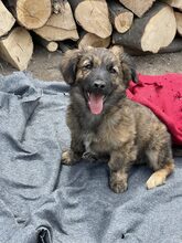 PIO, Hund, Mischlingshund in Diez - Bild 15