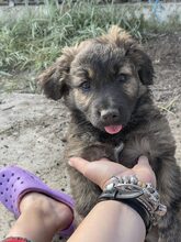 PIO, Hund, Mischlingshund in Diez - Bild 17