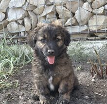 PIO, Hund, Mischlingshund in Diez - Bild 18