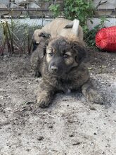 PIO, Hund, Mischlingshund in Diez - Bild 19
