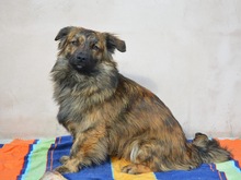 PIO, Hund, Mischlingshund in Diez - Bild 2