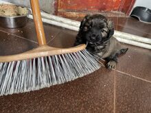 PIO, Hund, Mischlingshund in Diez - Bild 20