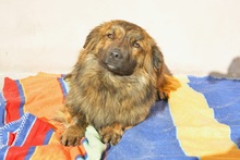 PIO, Hund, Mischlingshund in Diez - Bild 3