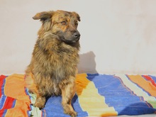 PIO, Hund, Mischlingshund in Diez - Bild 4
