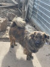PIO, Hund, Mischlingshund in Diez - Bild 5