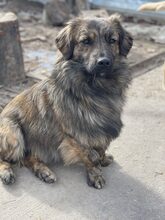 PIO, Hund, Mischlingshund in Diez - Bild 6