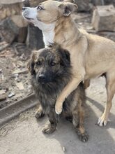 PIO, Hund, Mischlingshund in Diez - Bild 7