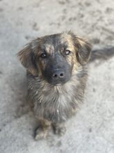 PIO, Hund, Mischlingshund in Diez - Bild 8