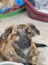 PIO, Hund, Mischlingshund in Diez - Bild 9