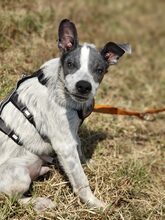 MULI, Hund, Mischlingshund in Frickingen - Bild 1
