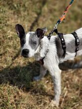 MULI, Hund, Mischlingshund in Frickingen - Bild 10