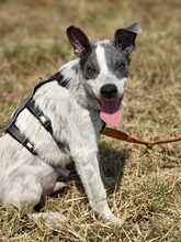 MULI, Hund, Mischlingshund in Frickingen - Bild 11